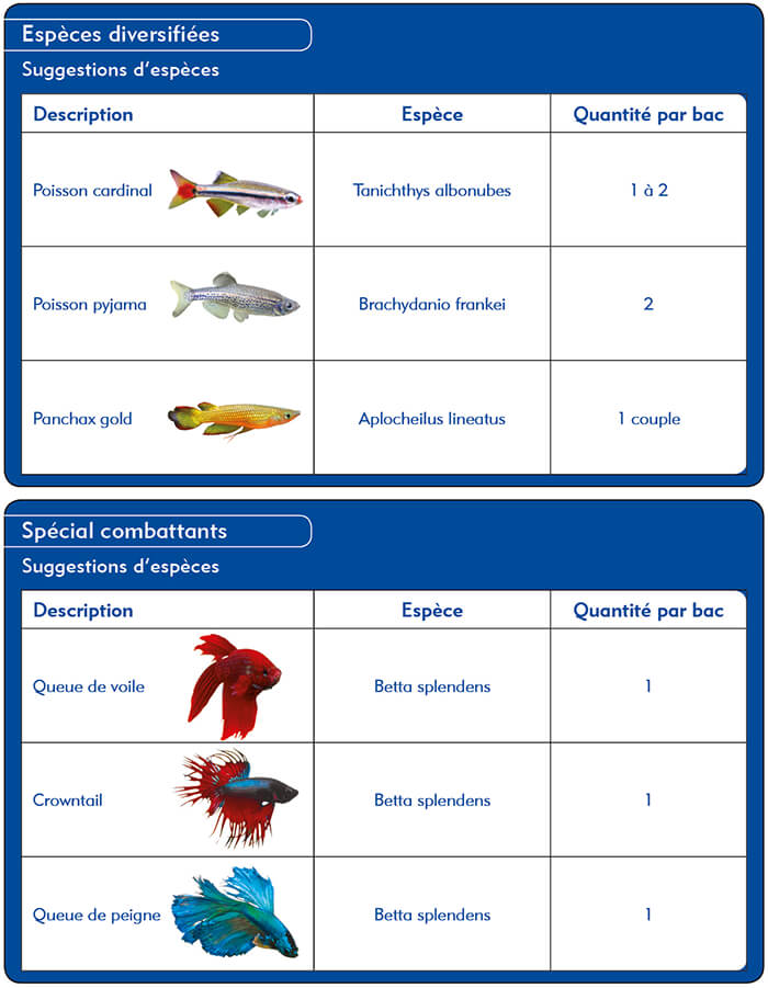 Quels poissons pour mon AquaFalls