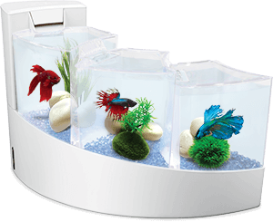 Quel matériel pour un aquarium 10L avec combattant? : forum Aquarium