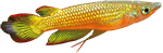 Le panchax gold Le panchax gold