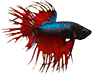 Le Crowntail Le Crowntail