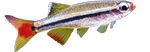 Le poisson cardinal Le poisson cardinal